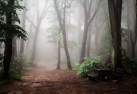 Ein Weg führt durch einen Wald mit dichtem Nebel.