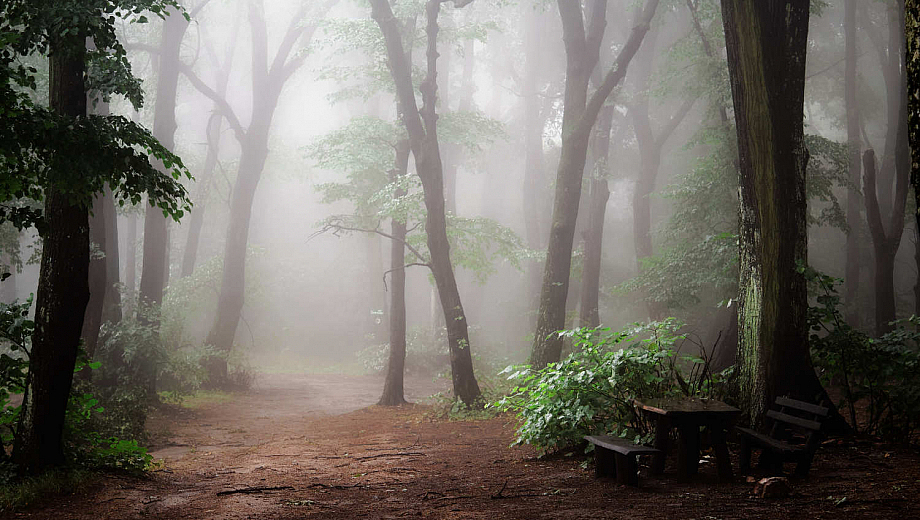 Ein Weg führt durch einen Wald mit dichtem Nebel.