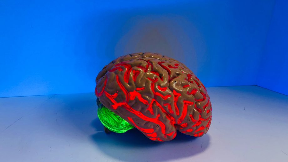 Gehirn-Modell